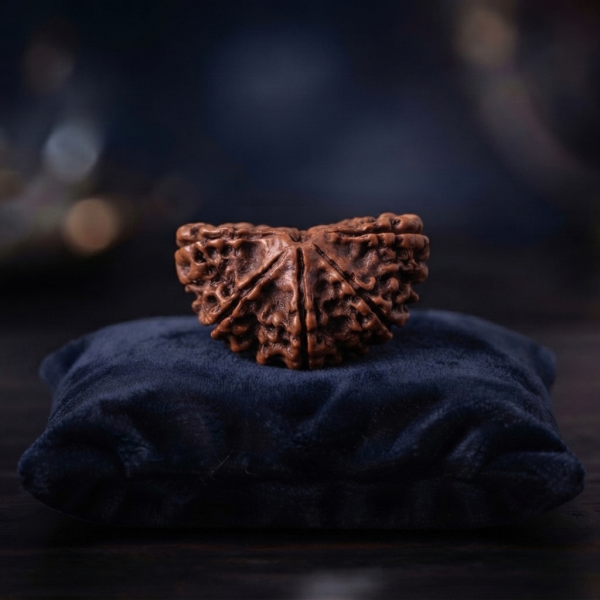 Ek Mukhi Rudraksha (Certified, Premium)